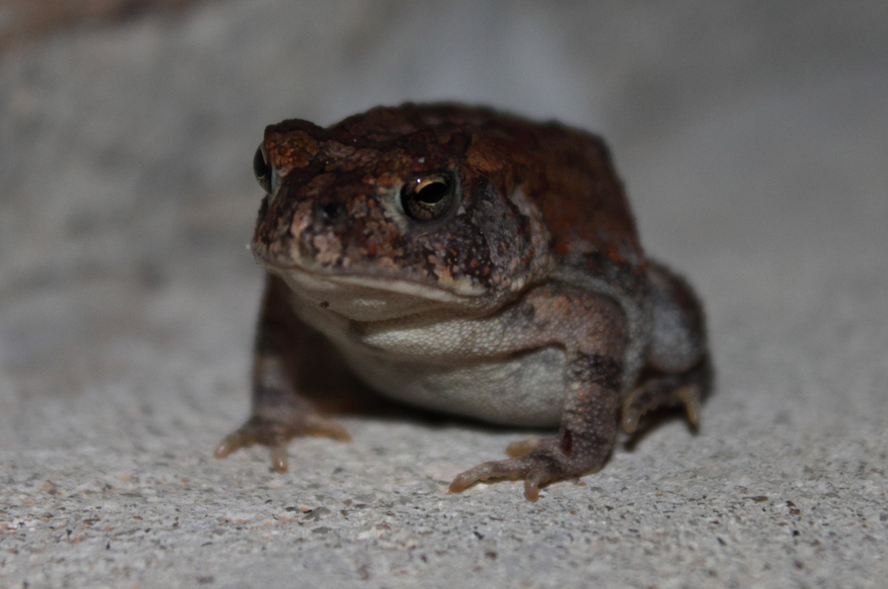 toad frog reptile free photo