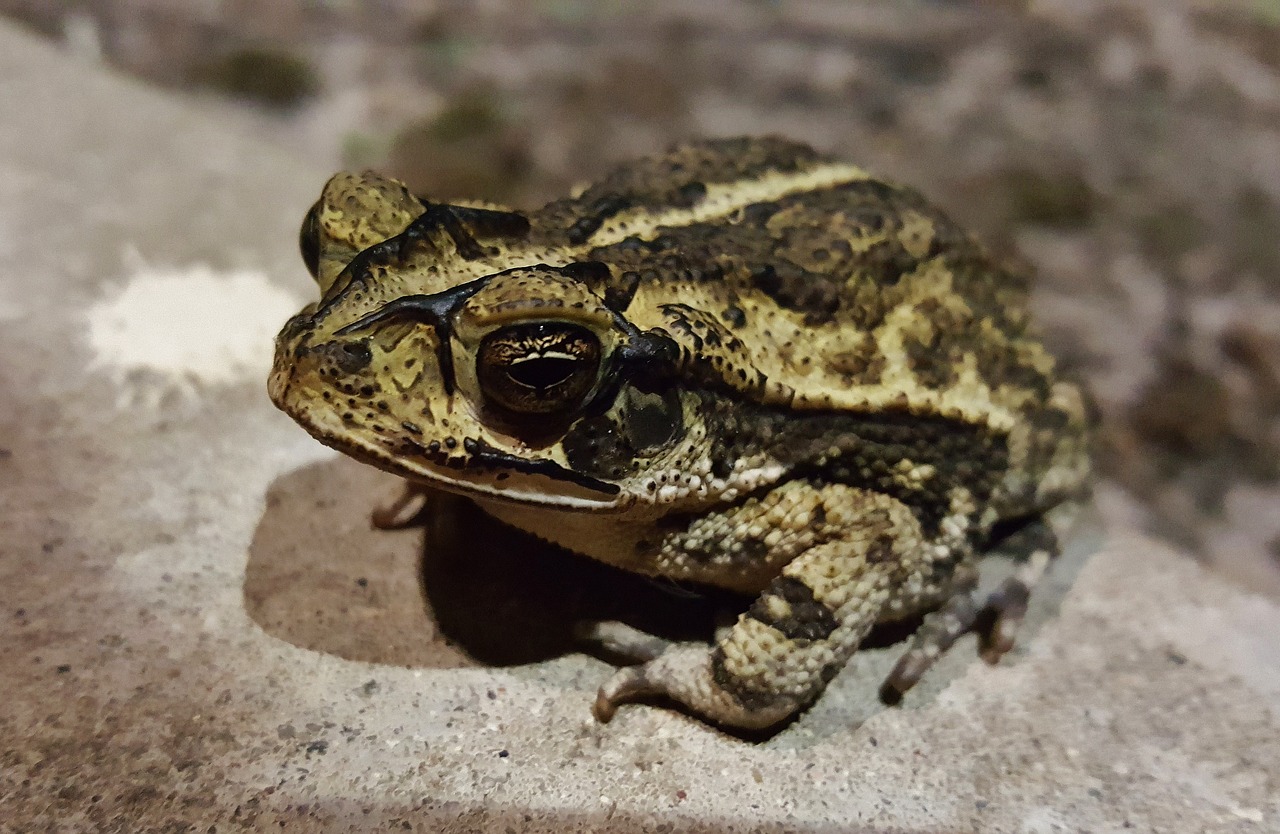 toad gulf coast toad croak free photo