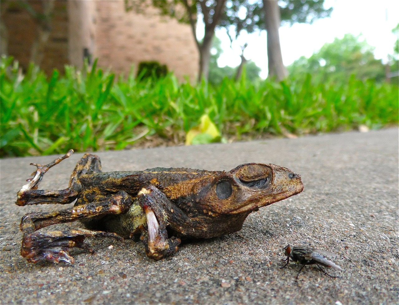 toad fly roadkill free photo
