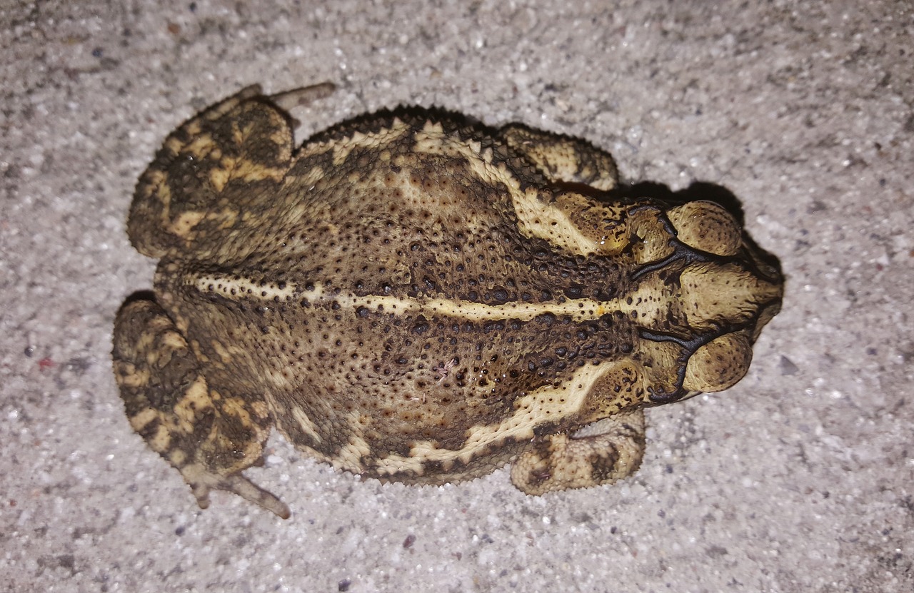 toad gulf coast toad croak free photo