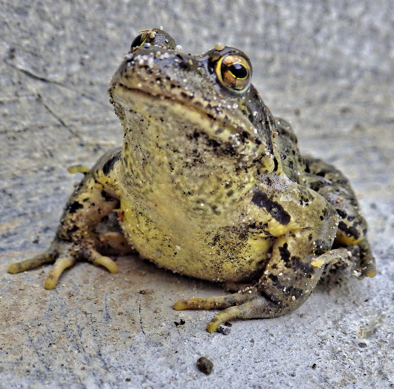 toad frog animal free photo