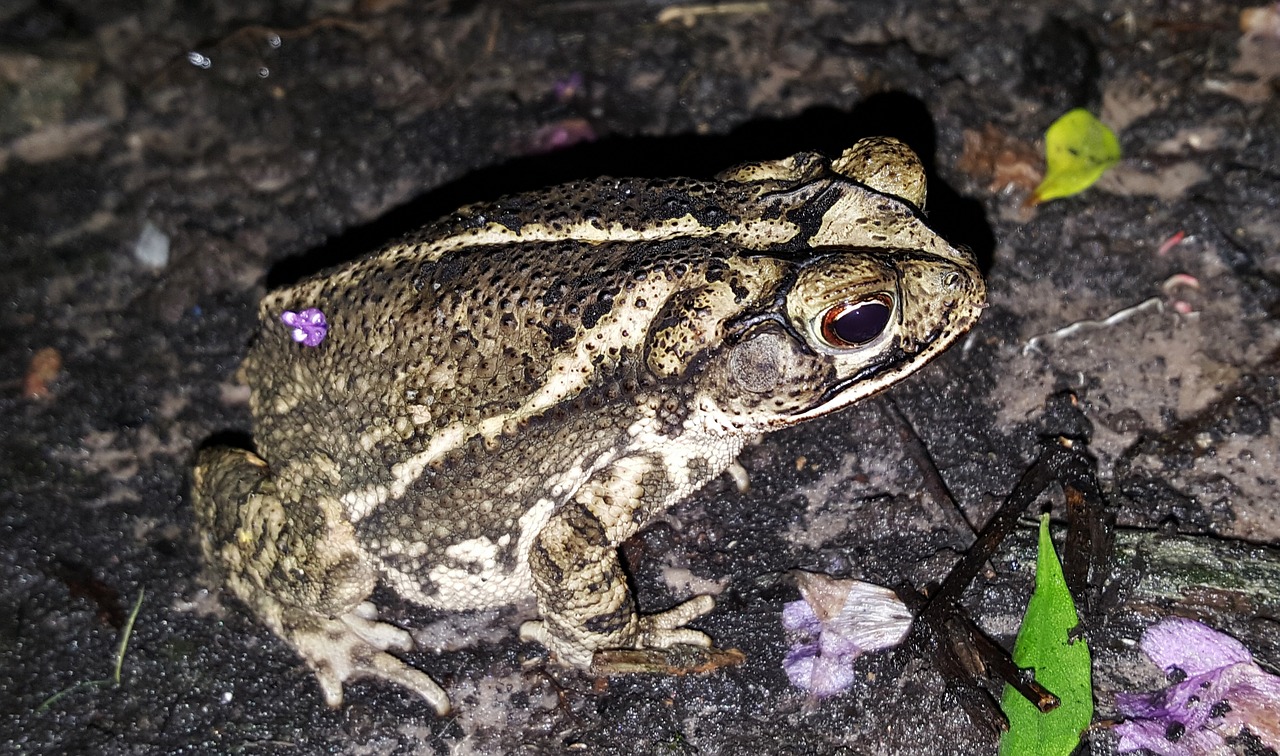 toad gulf coast toad amphibian free photo