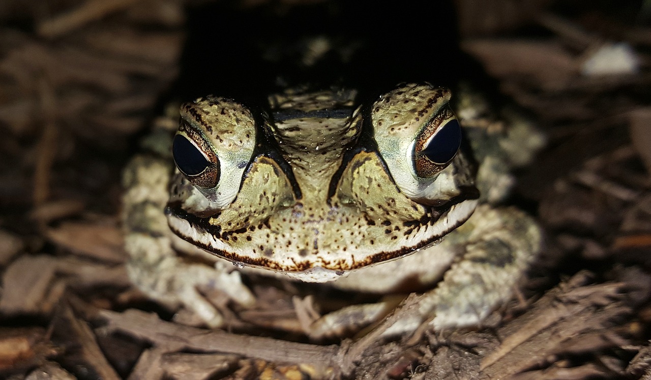 toad gulf coast toad amphibian free photo