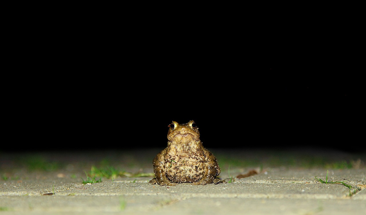 toad nature frog free photo