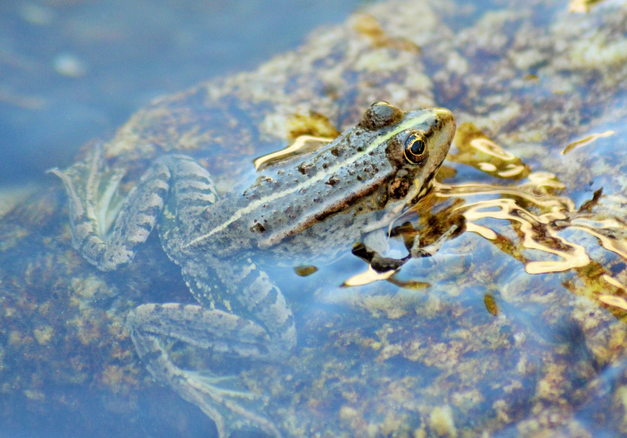 toad frog gerardo free photo