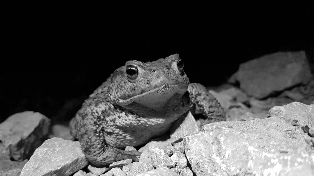 toad reptile nature free photo