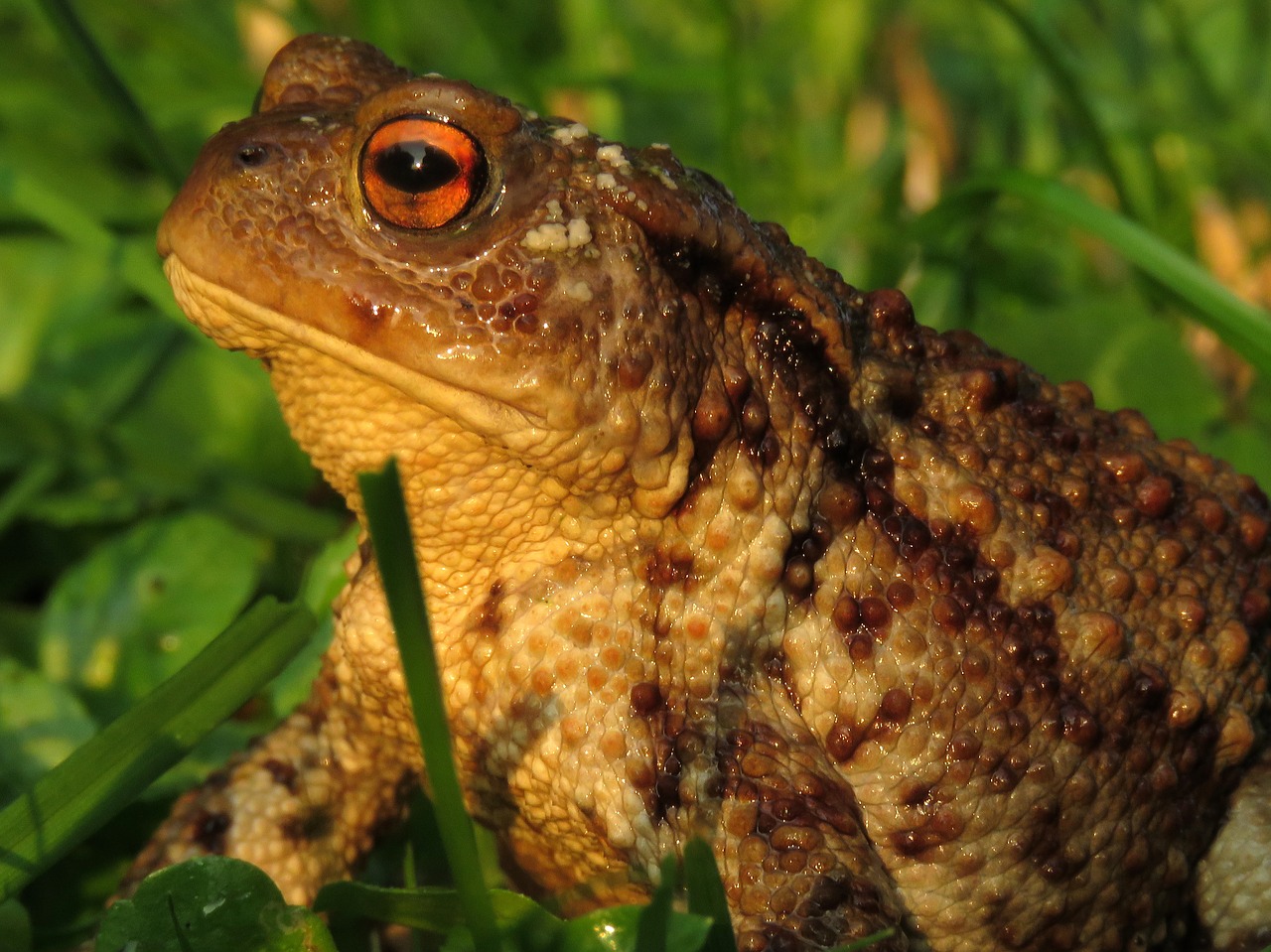 toad anuran amphibian free photo