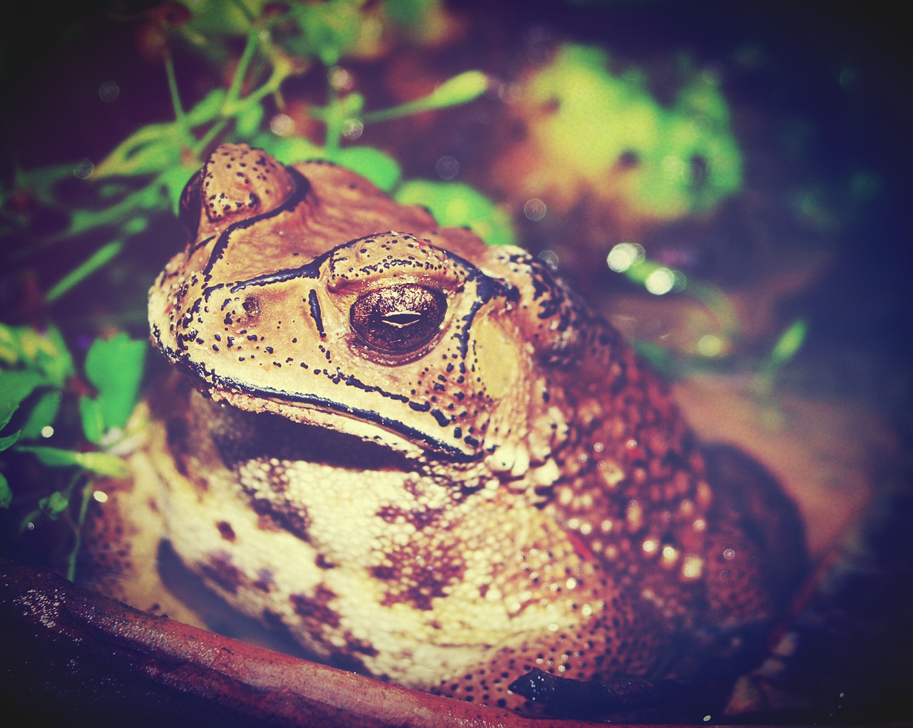 Download free photo of Toad,marinus,giant,neotropical,bufo - from