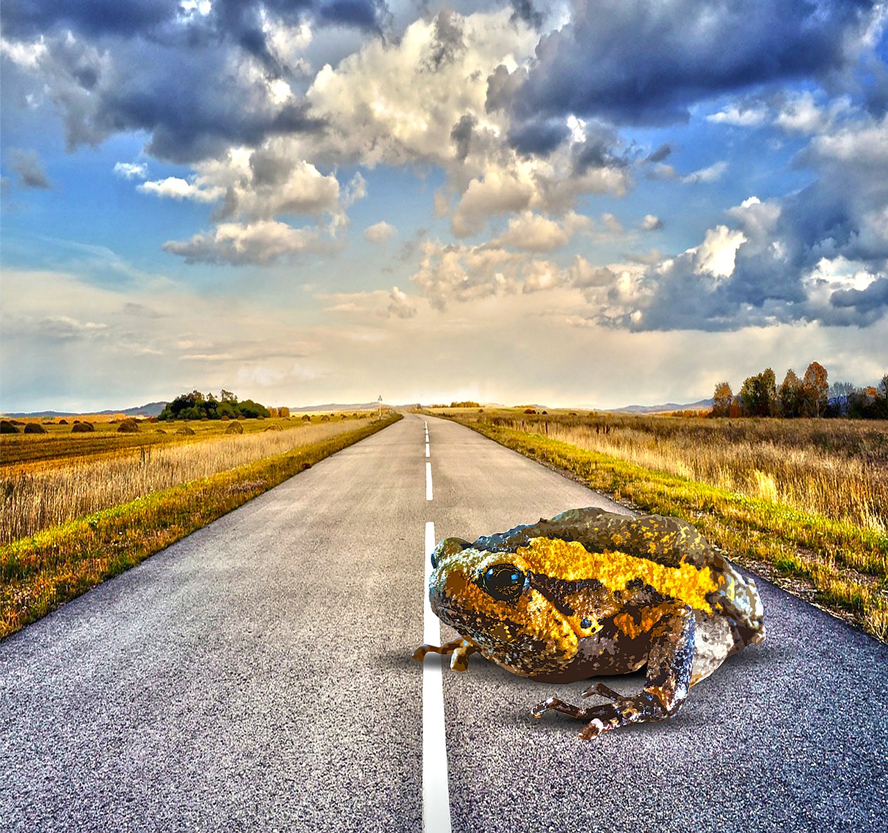 toad road big free photo
