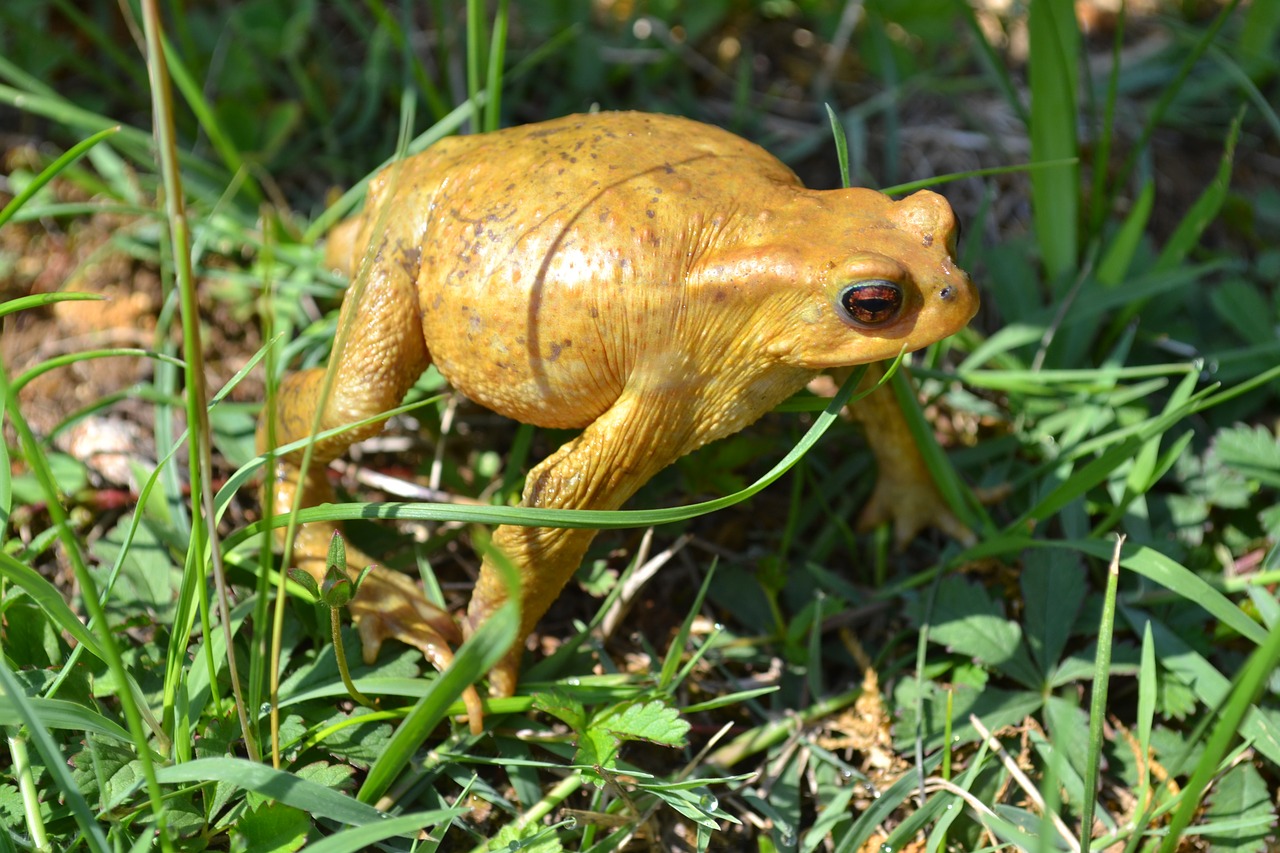 toad frog amphibian free photo
