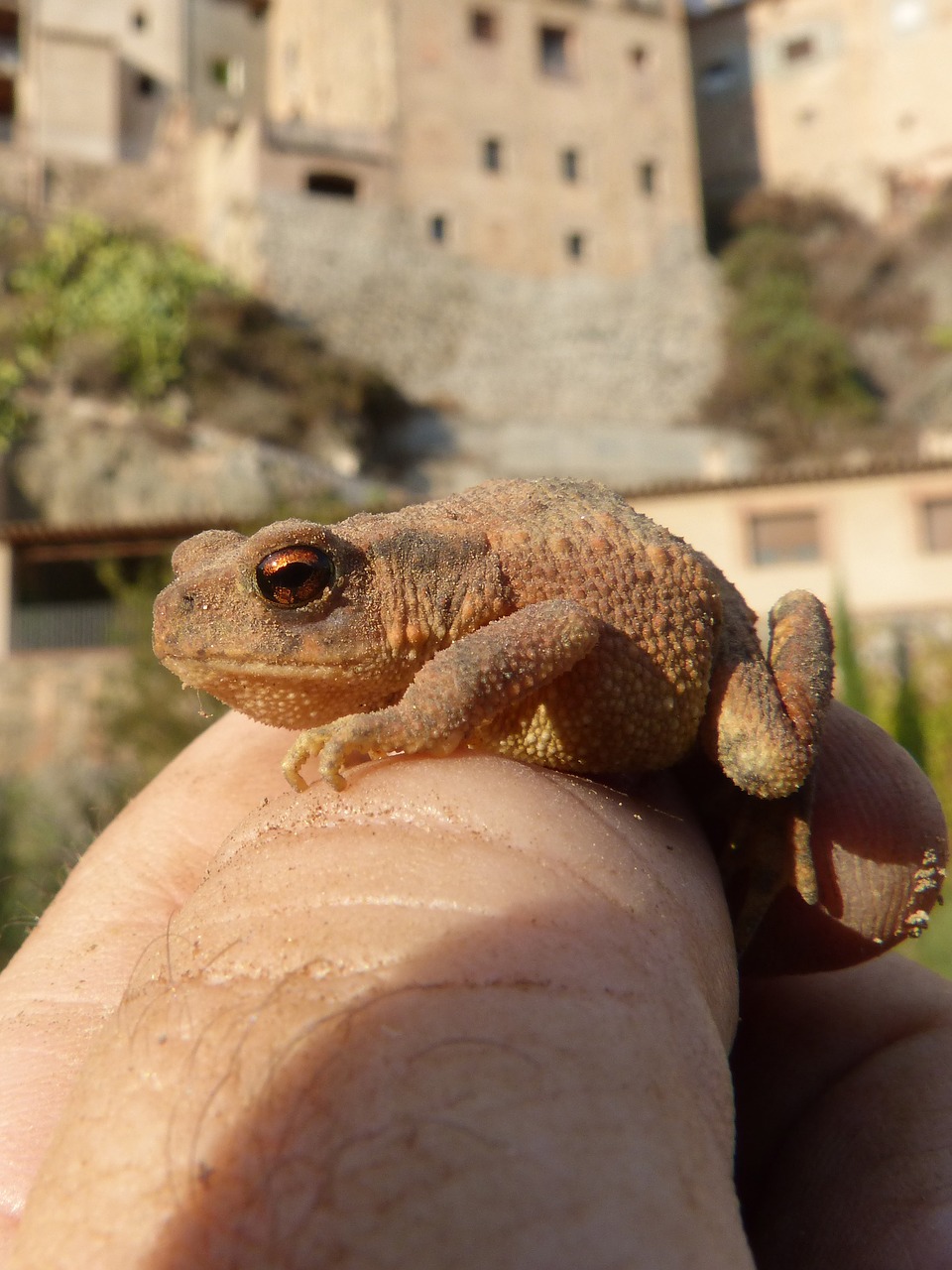toad sapito batrachian free photo