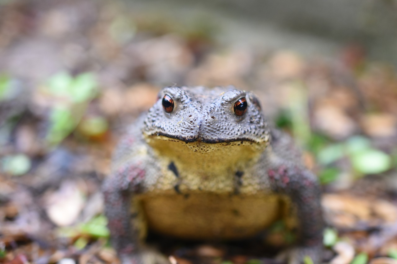 toad animal korea free photo