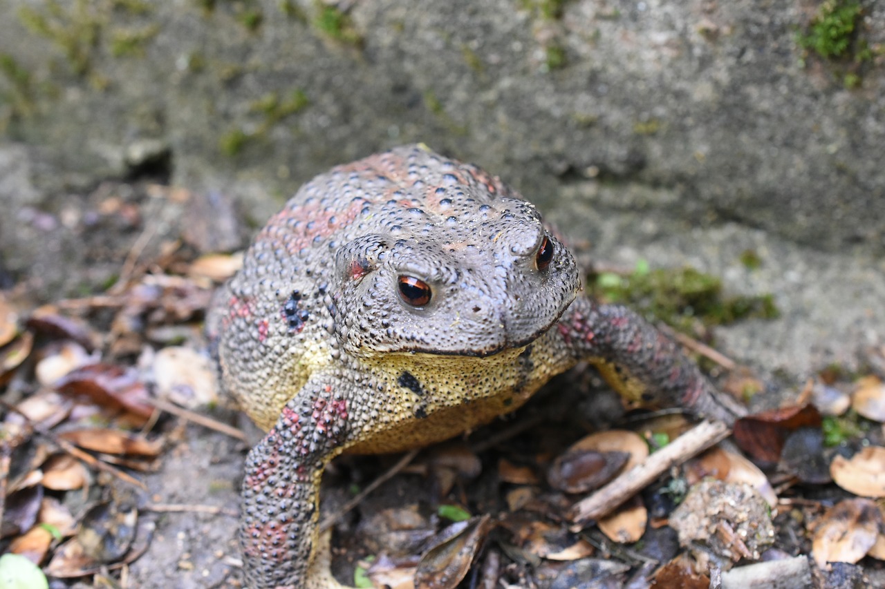 toad animal korea free photo