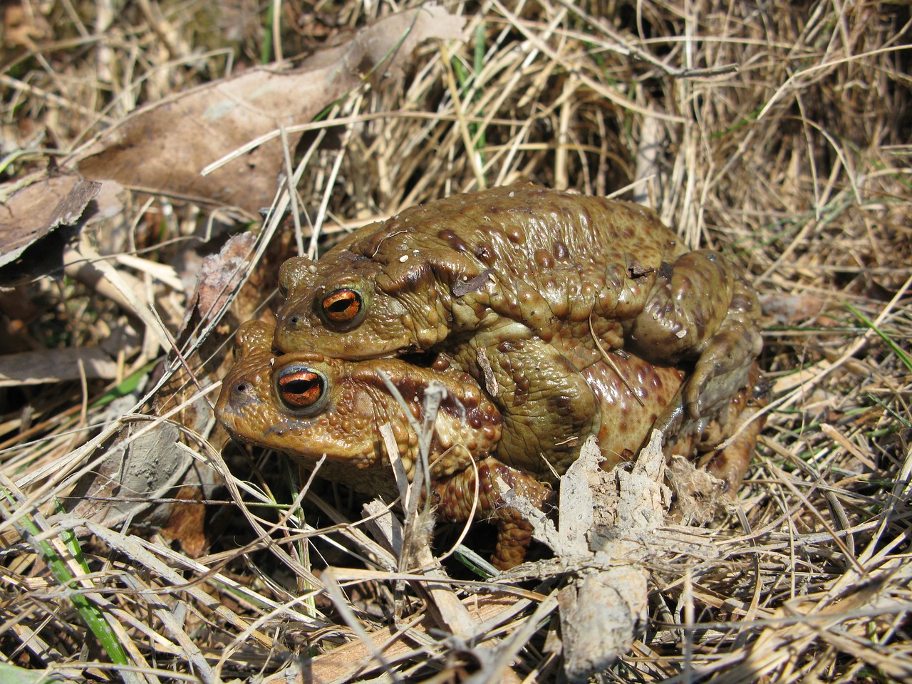 toad frog brown free photo