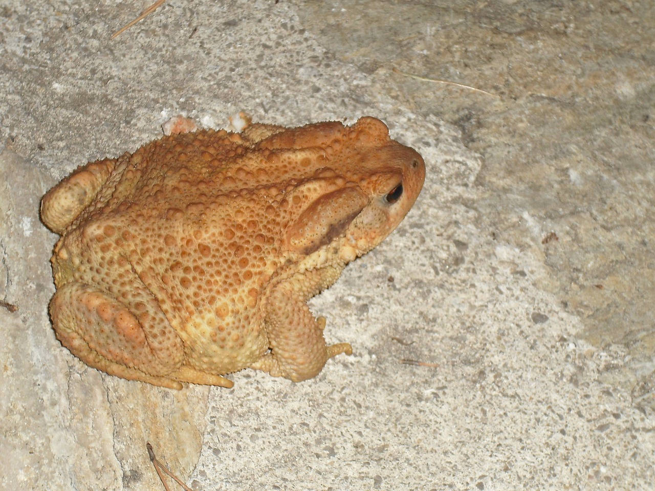 toad frog animal free photo