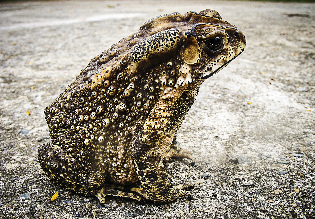 toad frog urmonster free photo