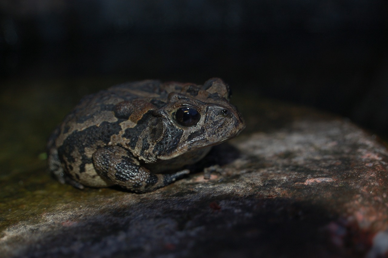 toad amphibian rock free photo