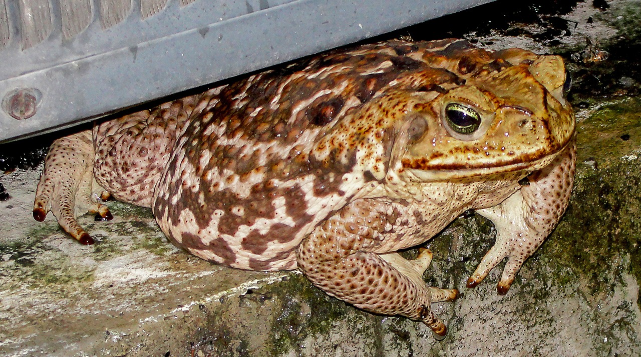 toad amphibious bufonidos free photo