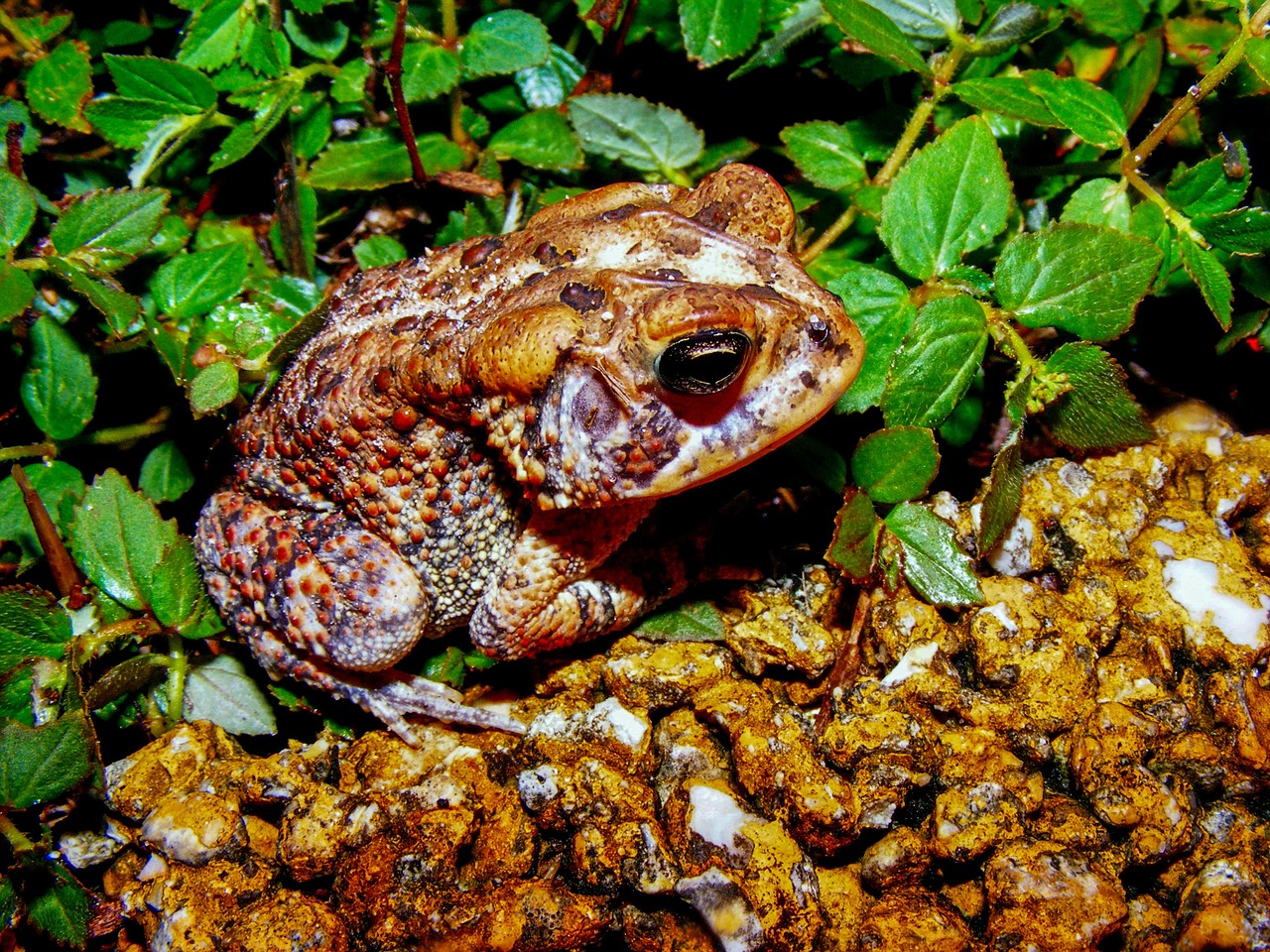 toad amphibian animal free photo