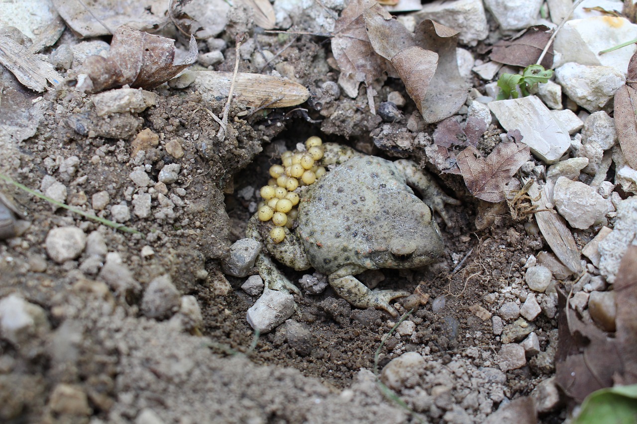 toad animals gerardo free photo