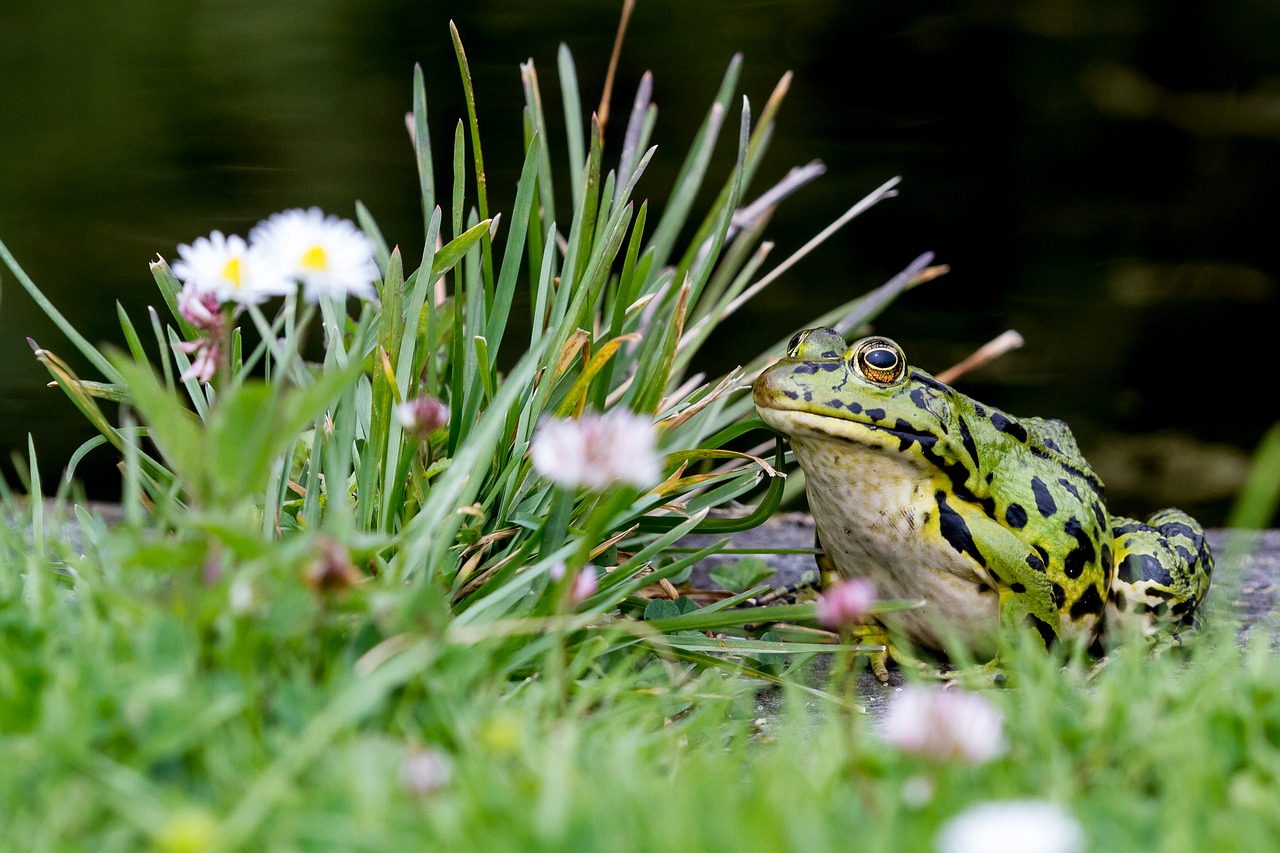 toad amphibians botanical garden free photo