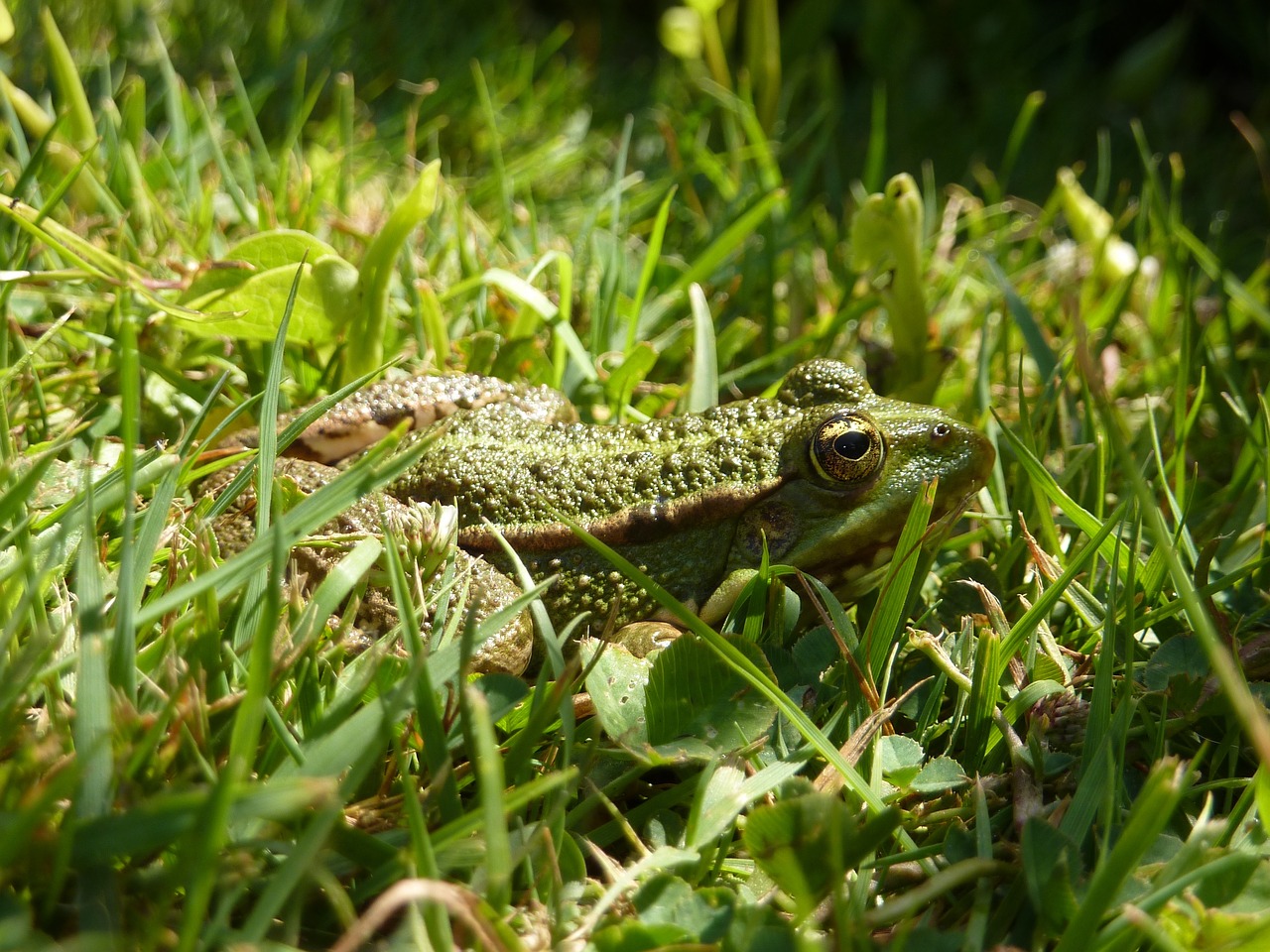 toad water grass free photo