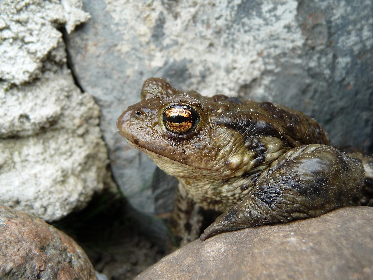 toad common toad bufo bufo free photo