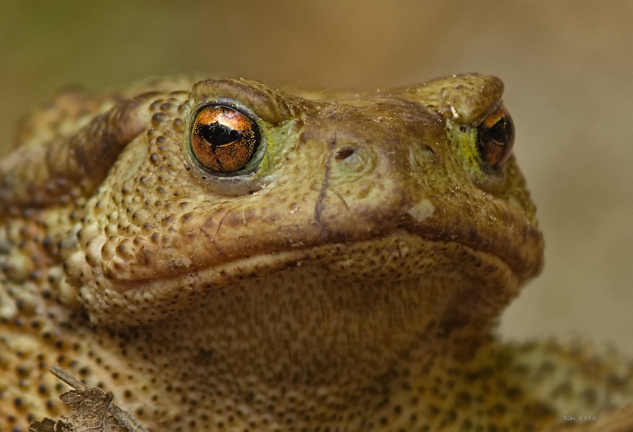 toad amphibian eye free photo