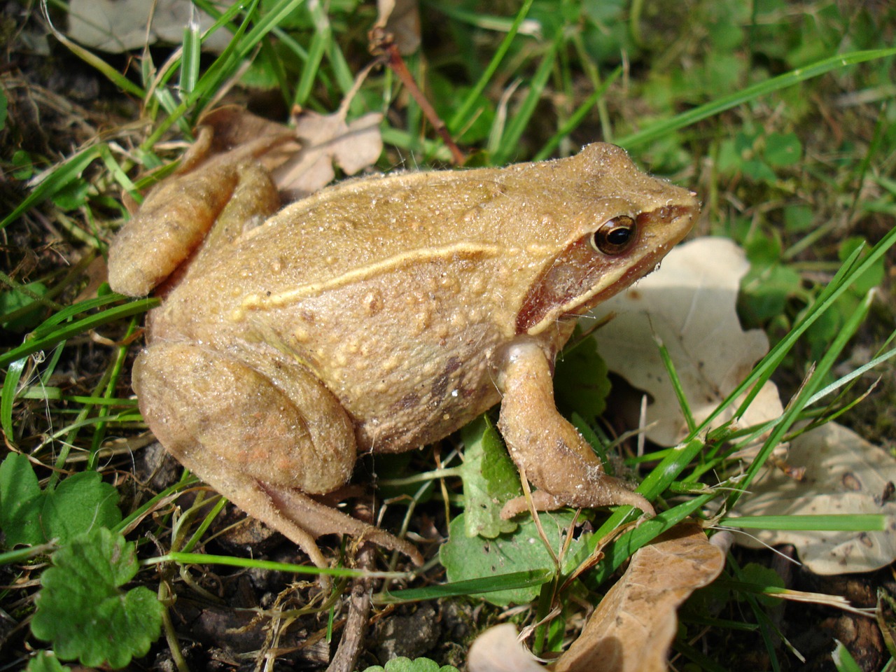 toad meadow nature free photo