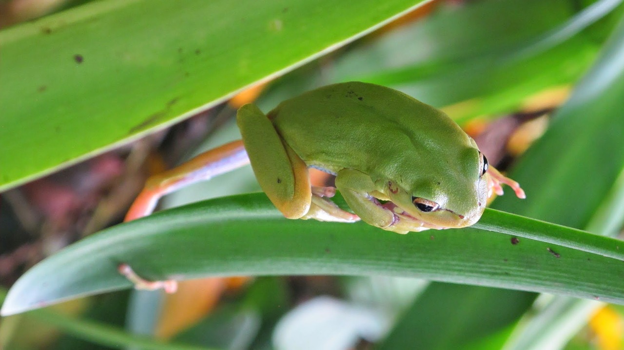 toad frog green free photo