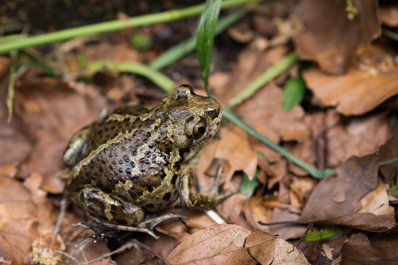 toad forest leaves free photo