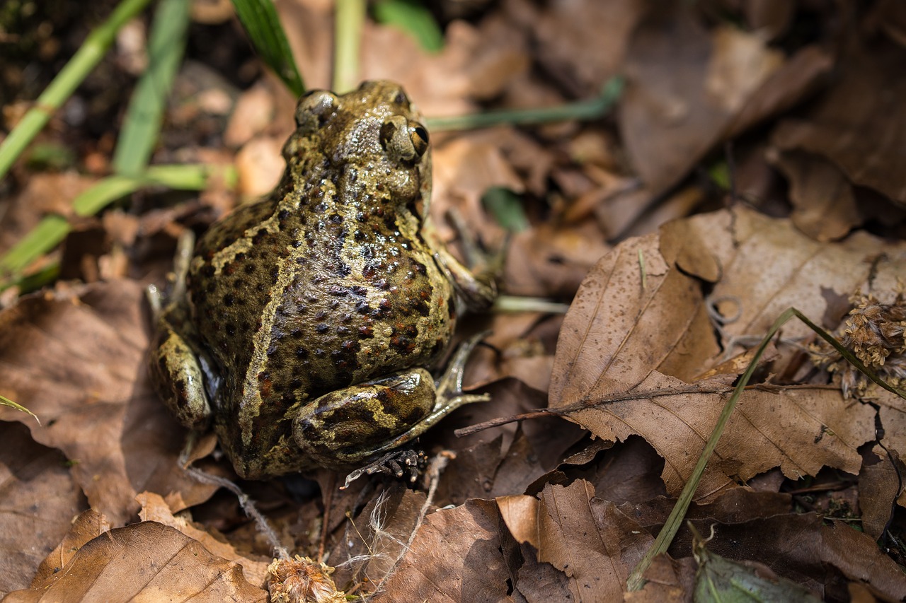 toad forest leaves free photo