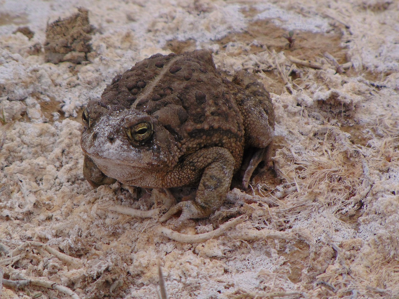 toad frog jump free photo