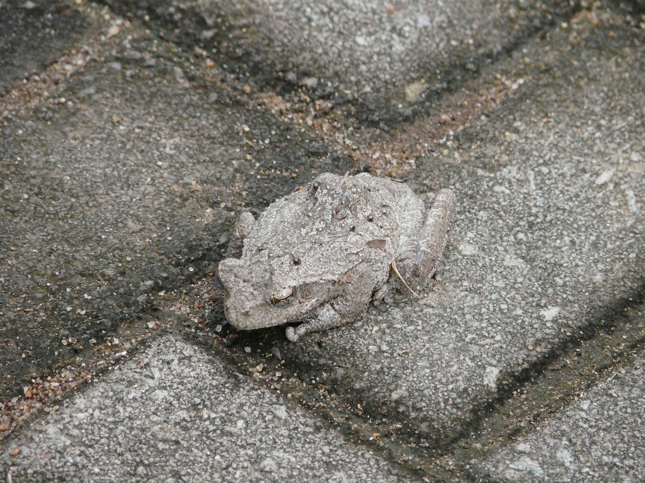 toad camouflage hide free photo