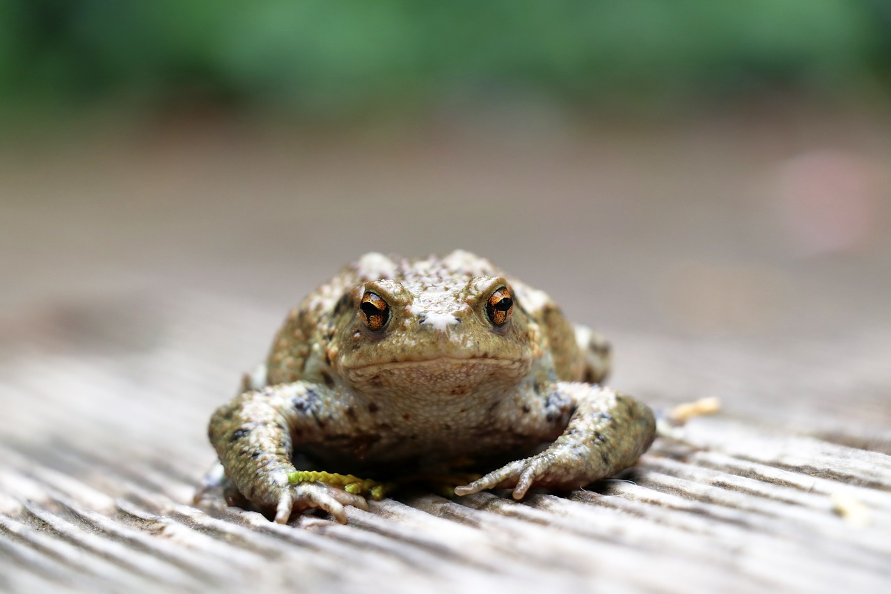 toad animals amphibian free photo
