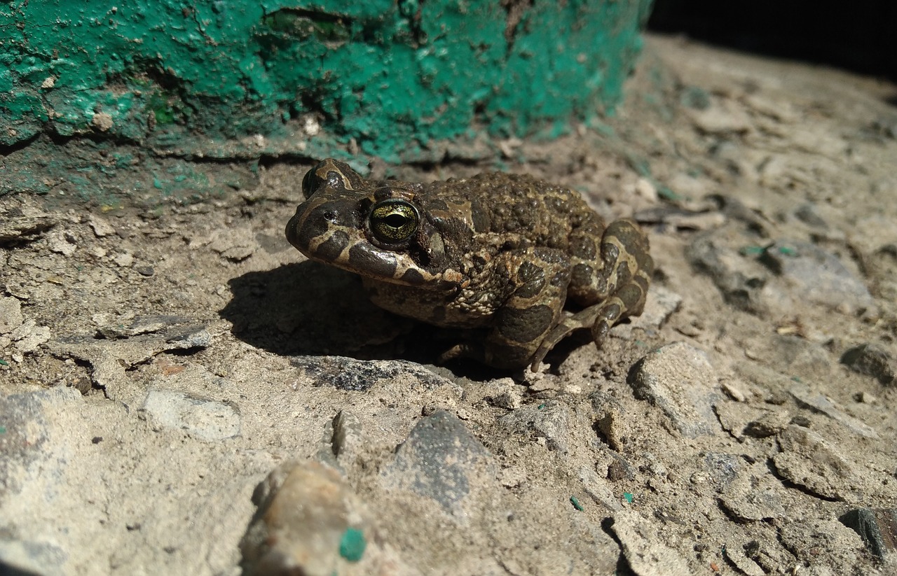 toad frog animals free photo