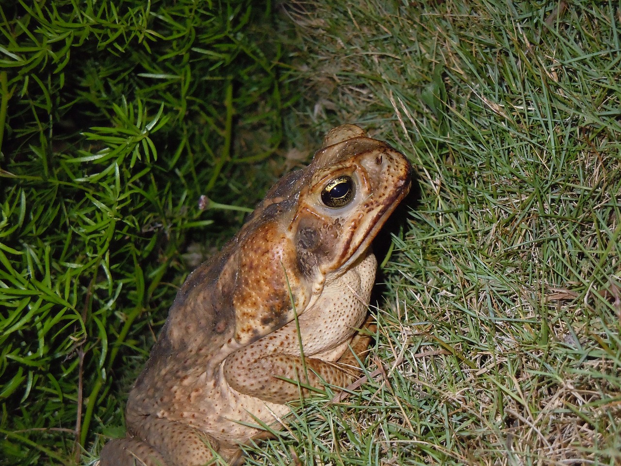 toad frog road toad free photo