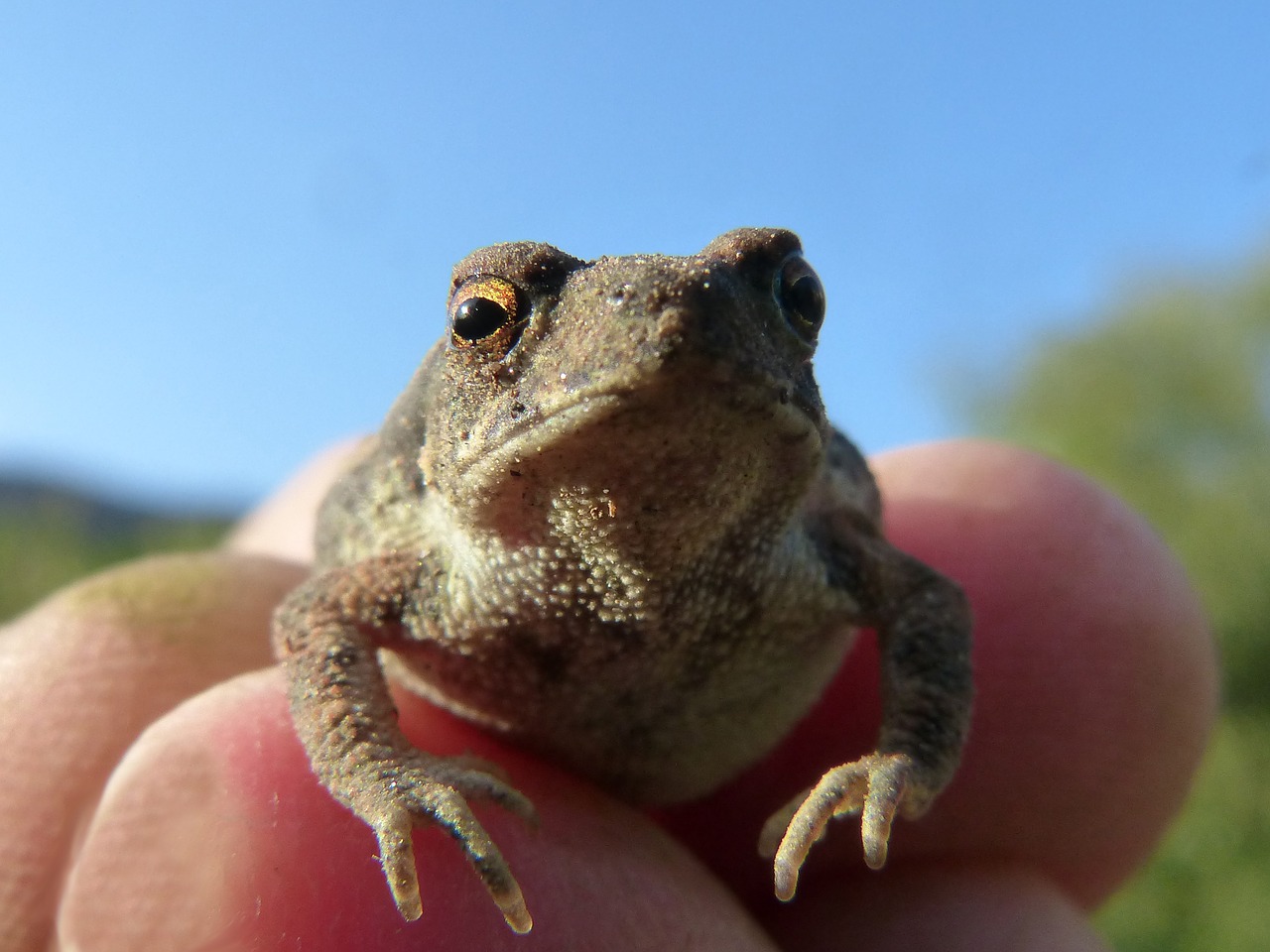 toad sapito small free photo