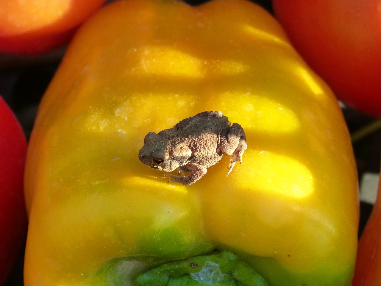 toad vegetables small free photo