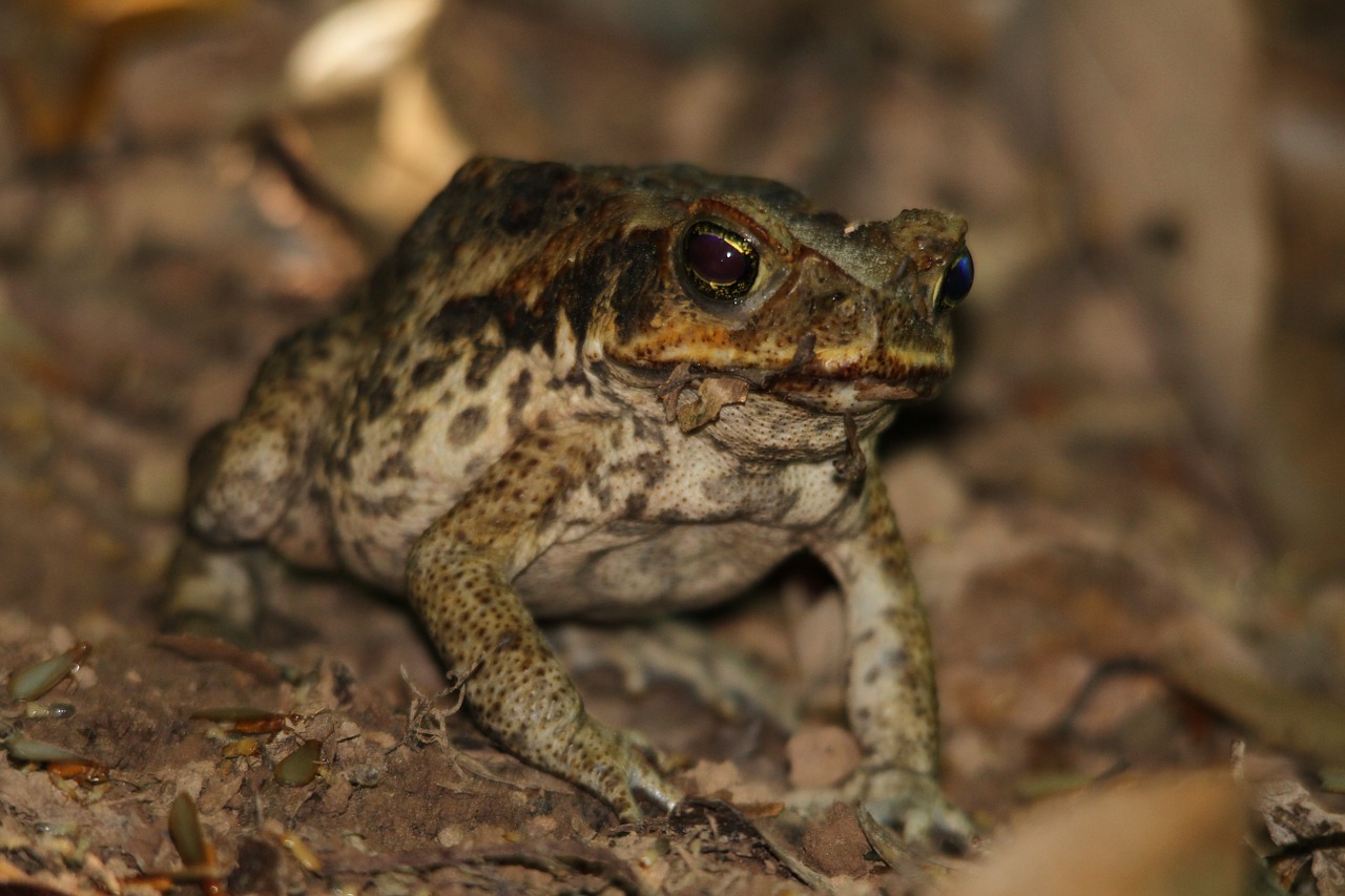 toad frog cane toad free photo