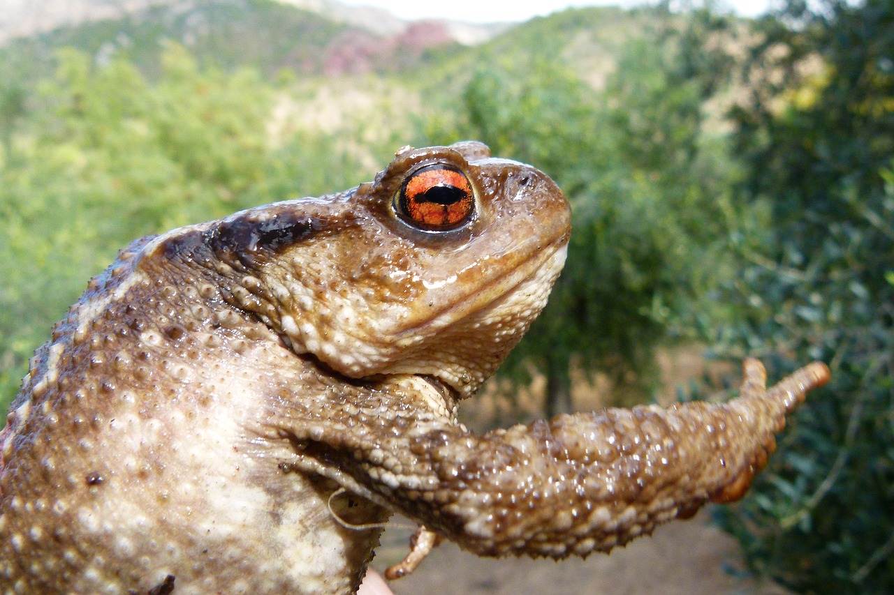 toad bufo bufo batrachian free photo