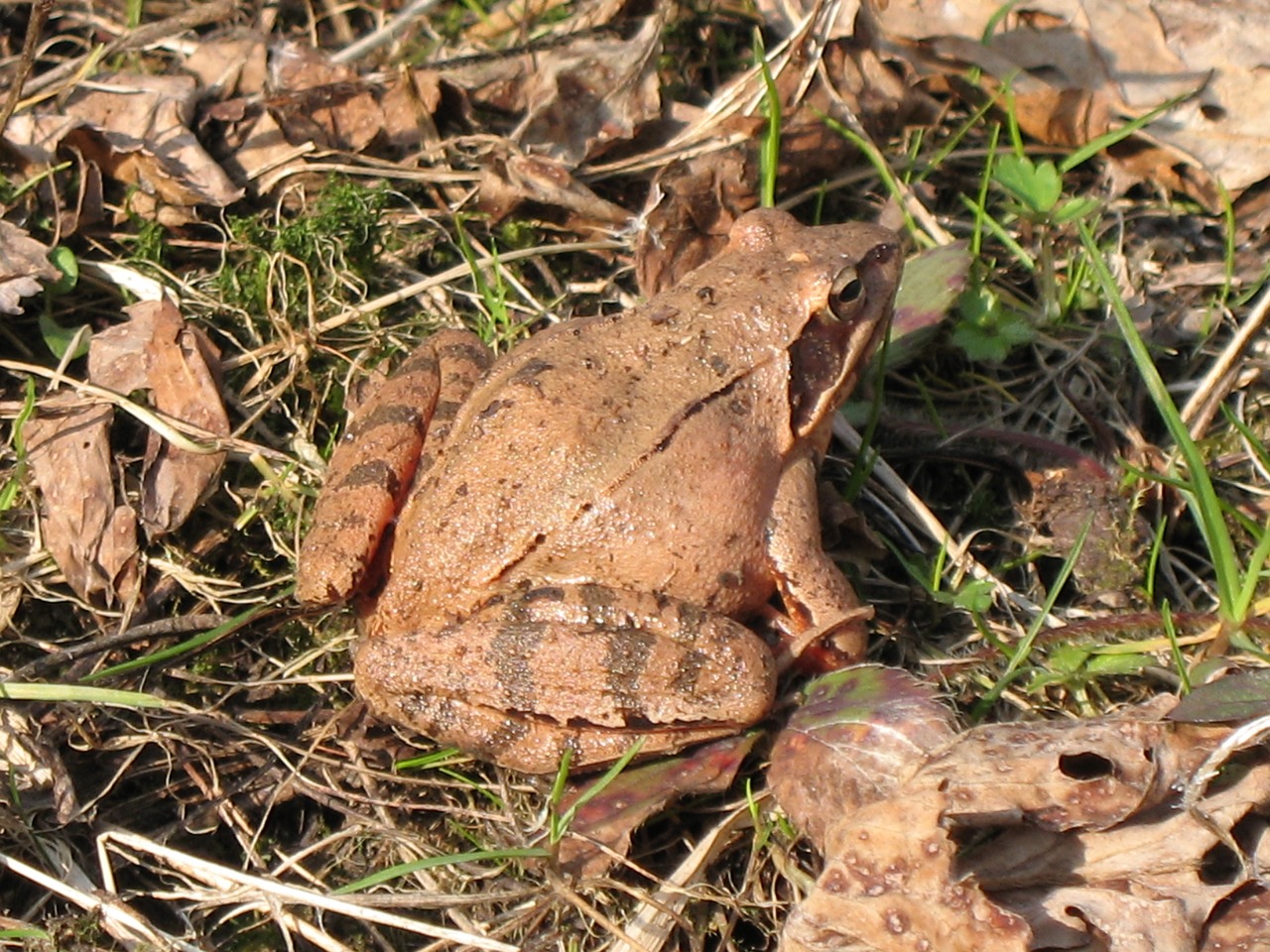 toad ground toad frog free photo