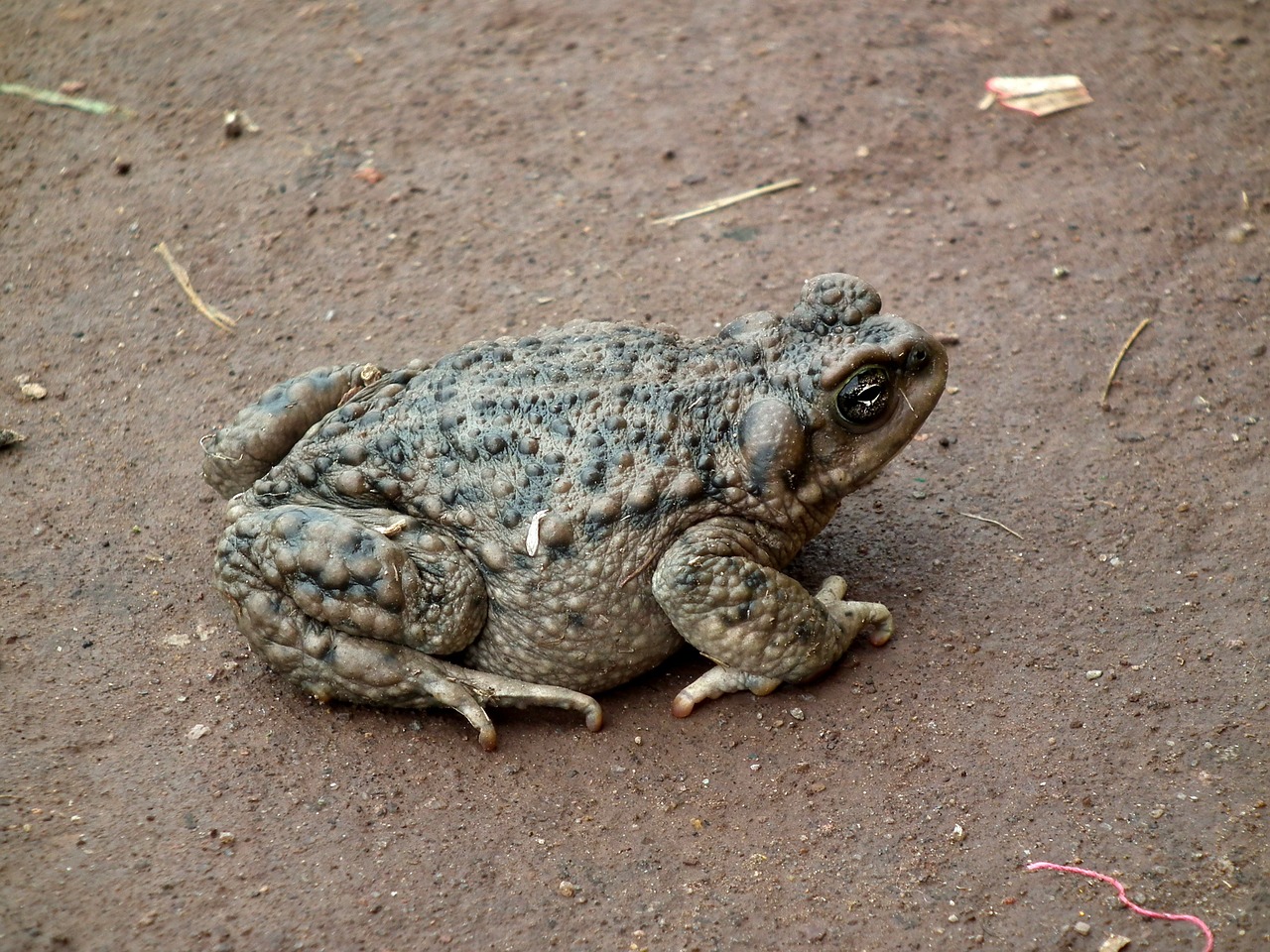 toad soil skin of toad free photo