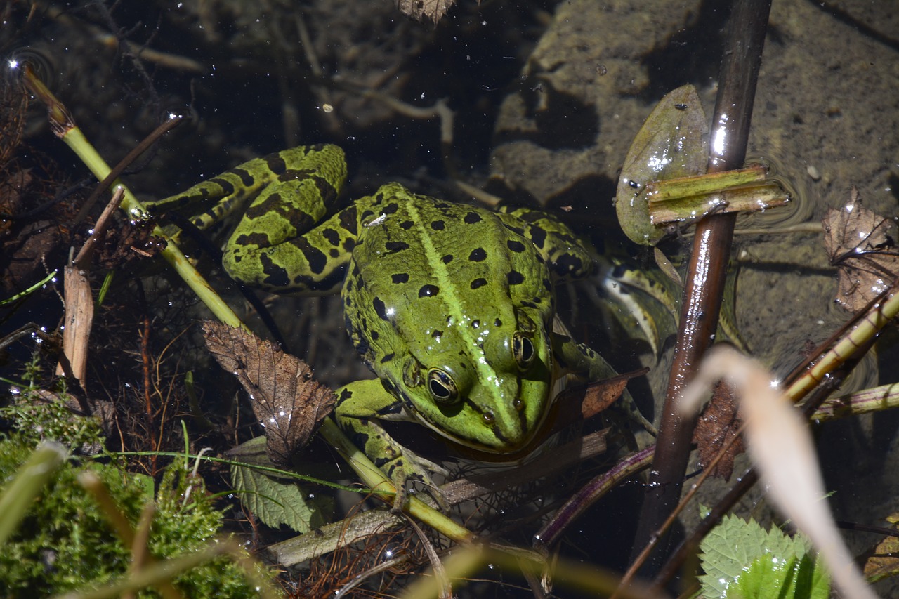 toad biotope nature free photo