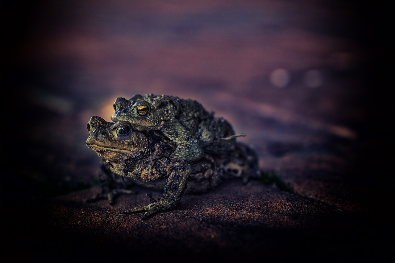 toad animals real toad free photo