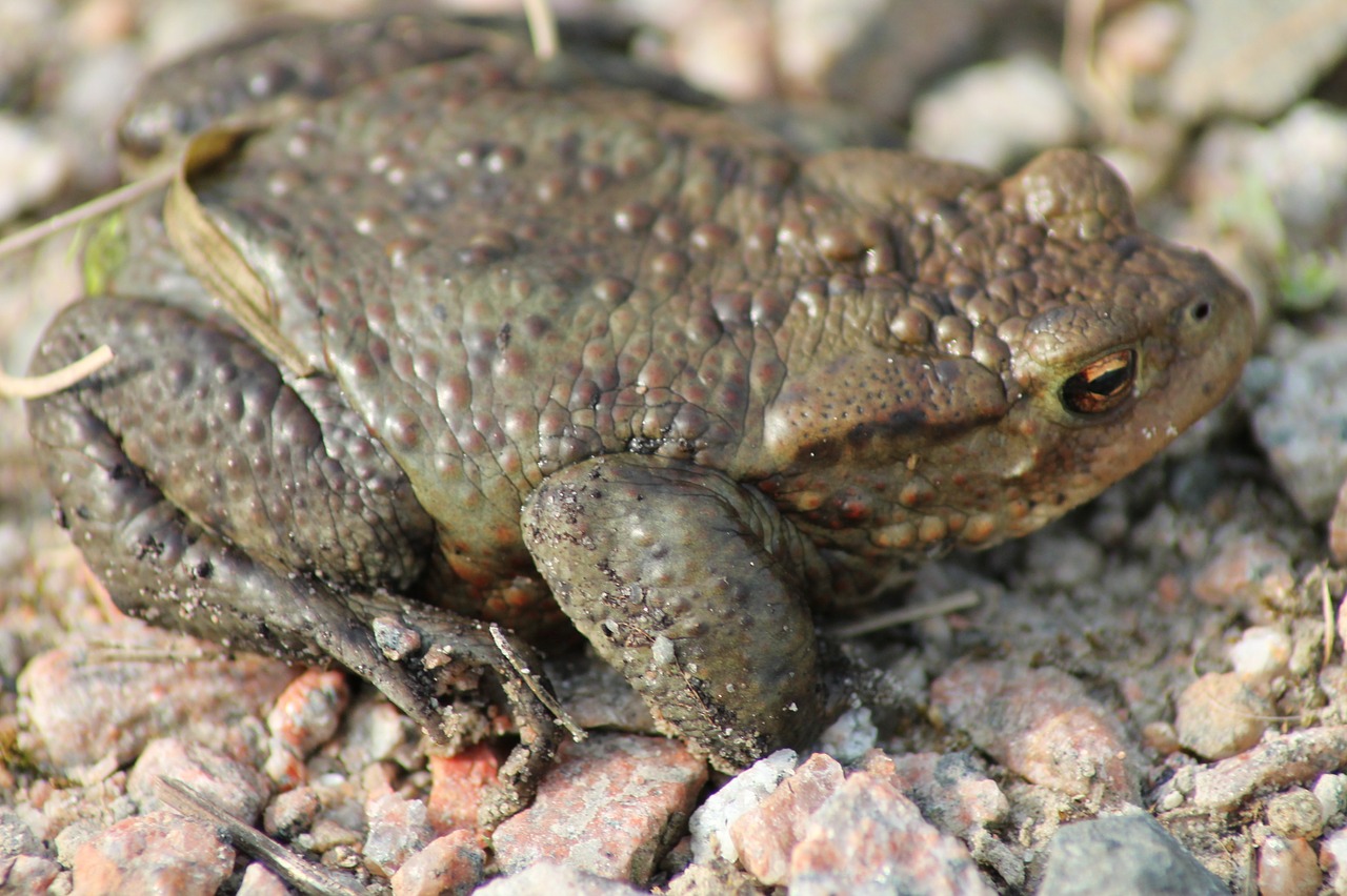 toad animal amphibians free photo