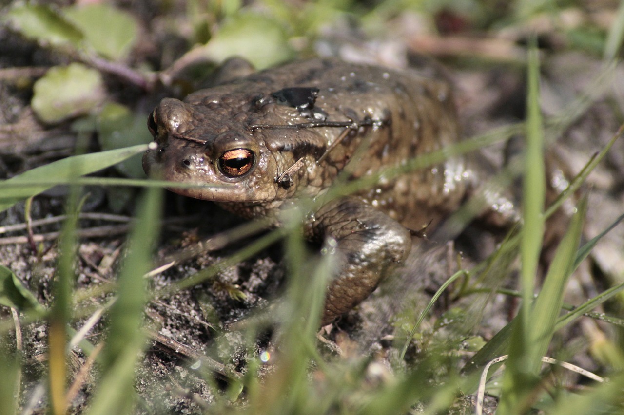 toad animal amphibians free photo