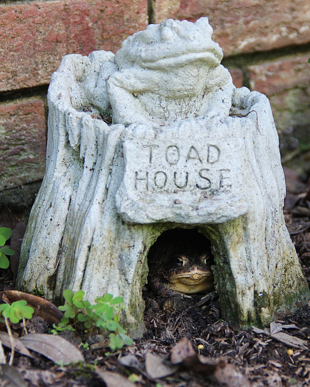 toad green toad house free photo