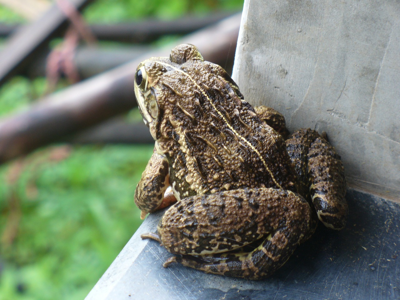 toad frog amphibian free photo