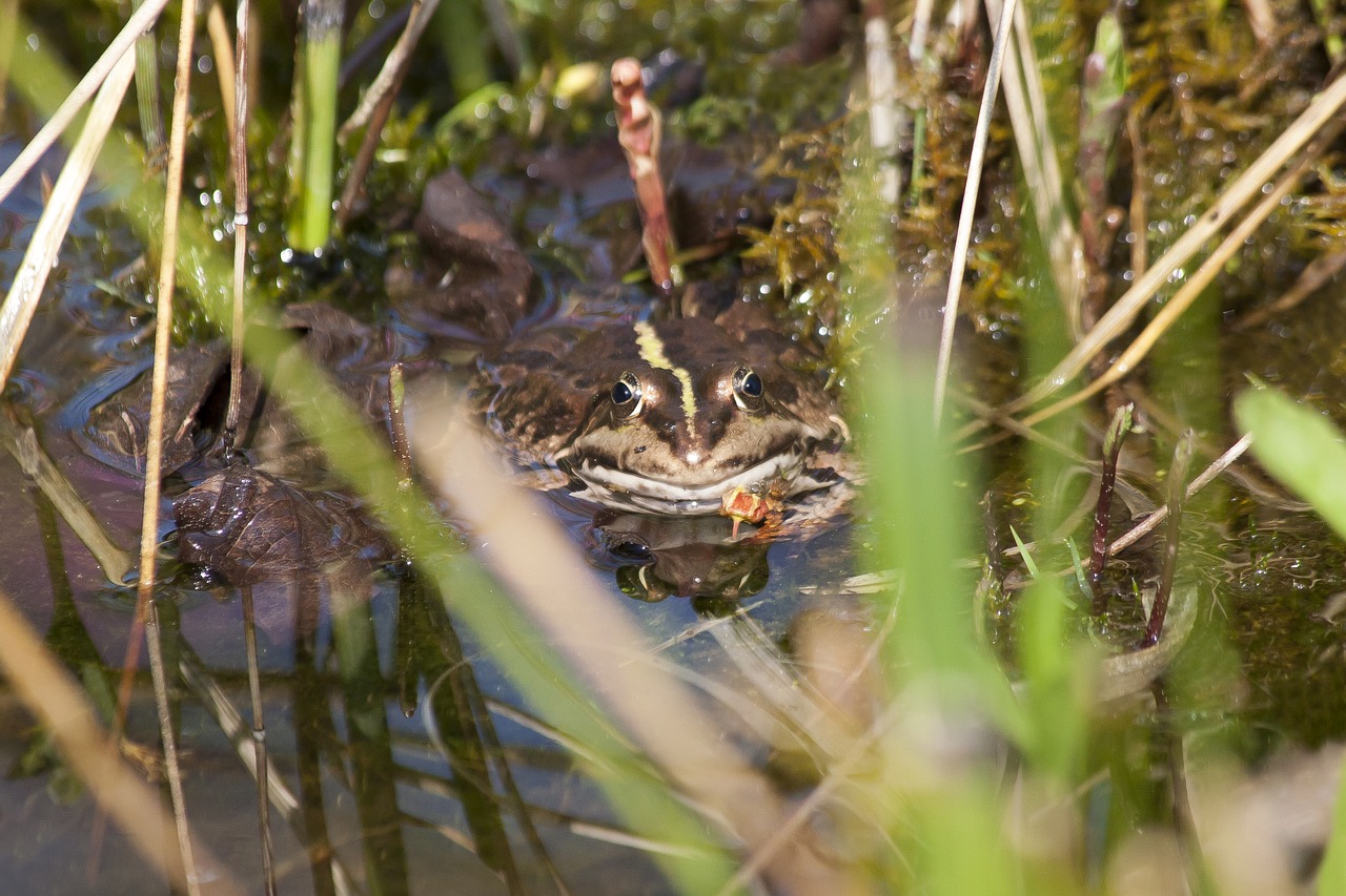 toad  nature  animal world free photo